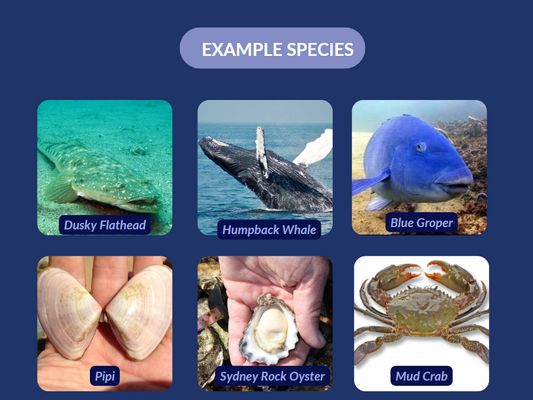 Join Us in Developing an Australian Marine Biosecurity Card Game!